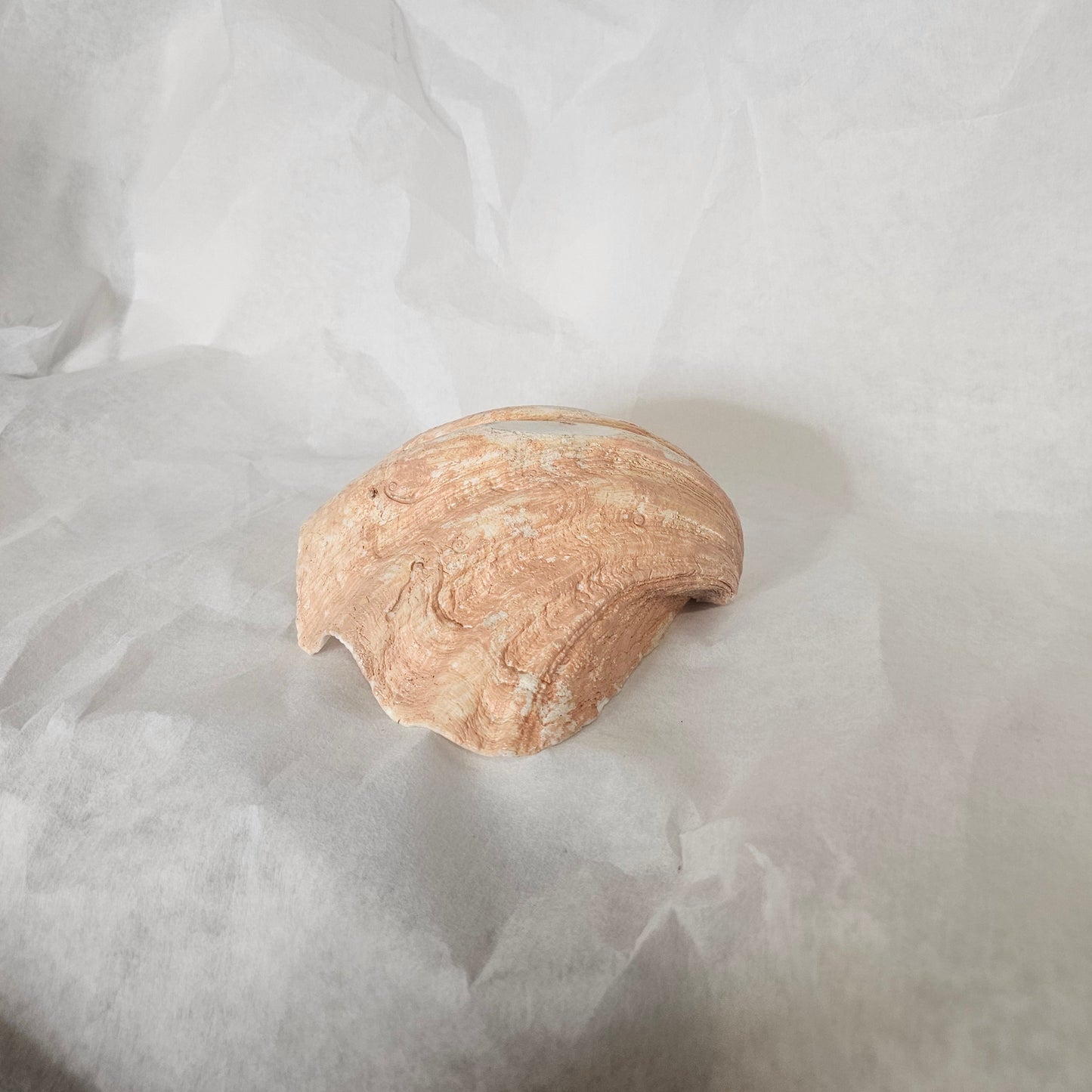 CLAM SHELL | NATURAL