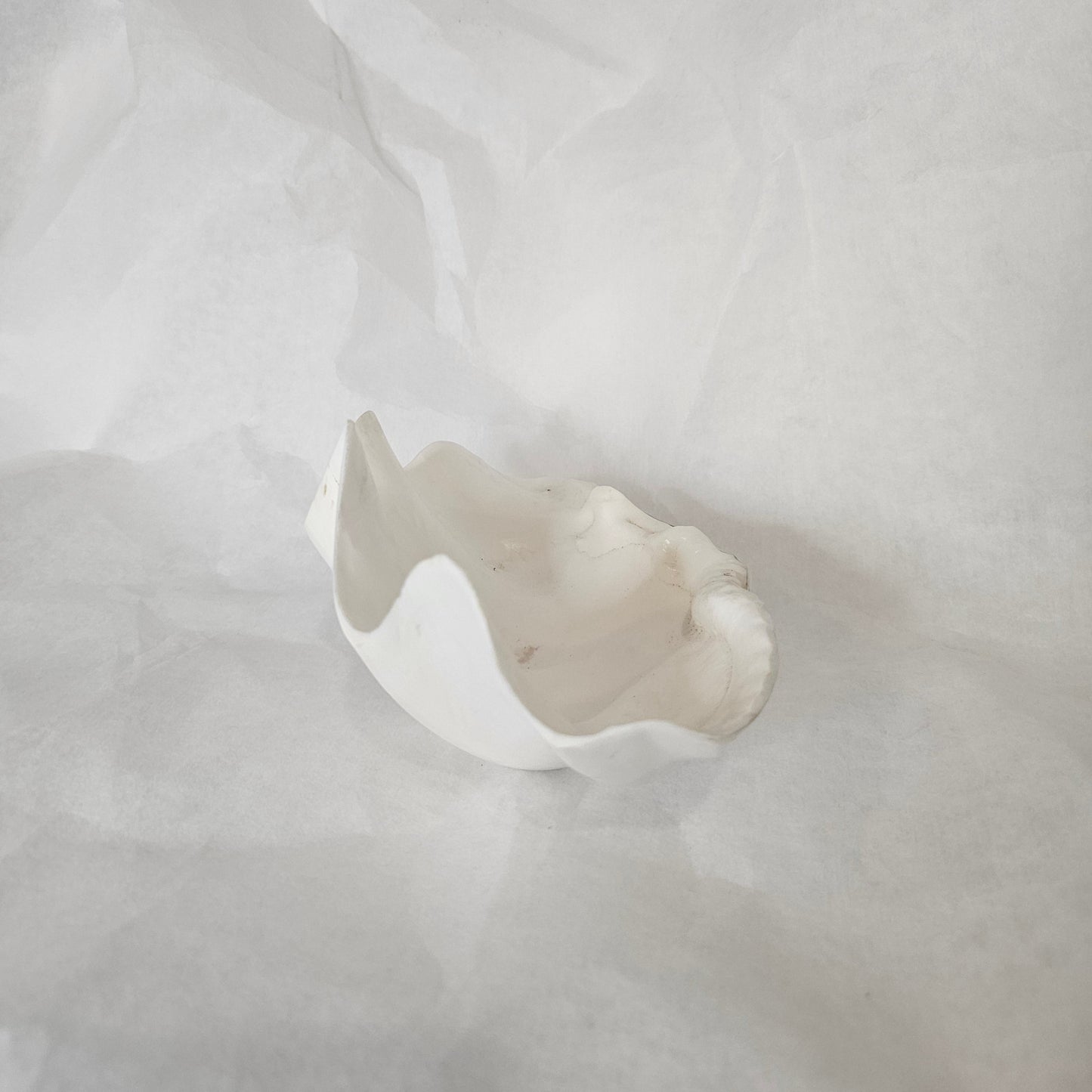 CLAM SHELL| NATURAL
