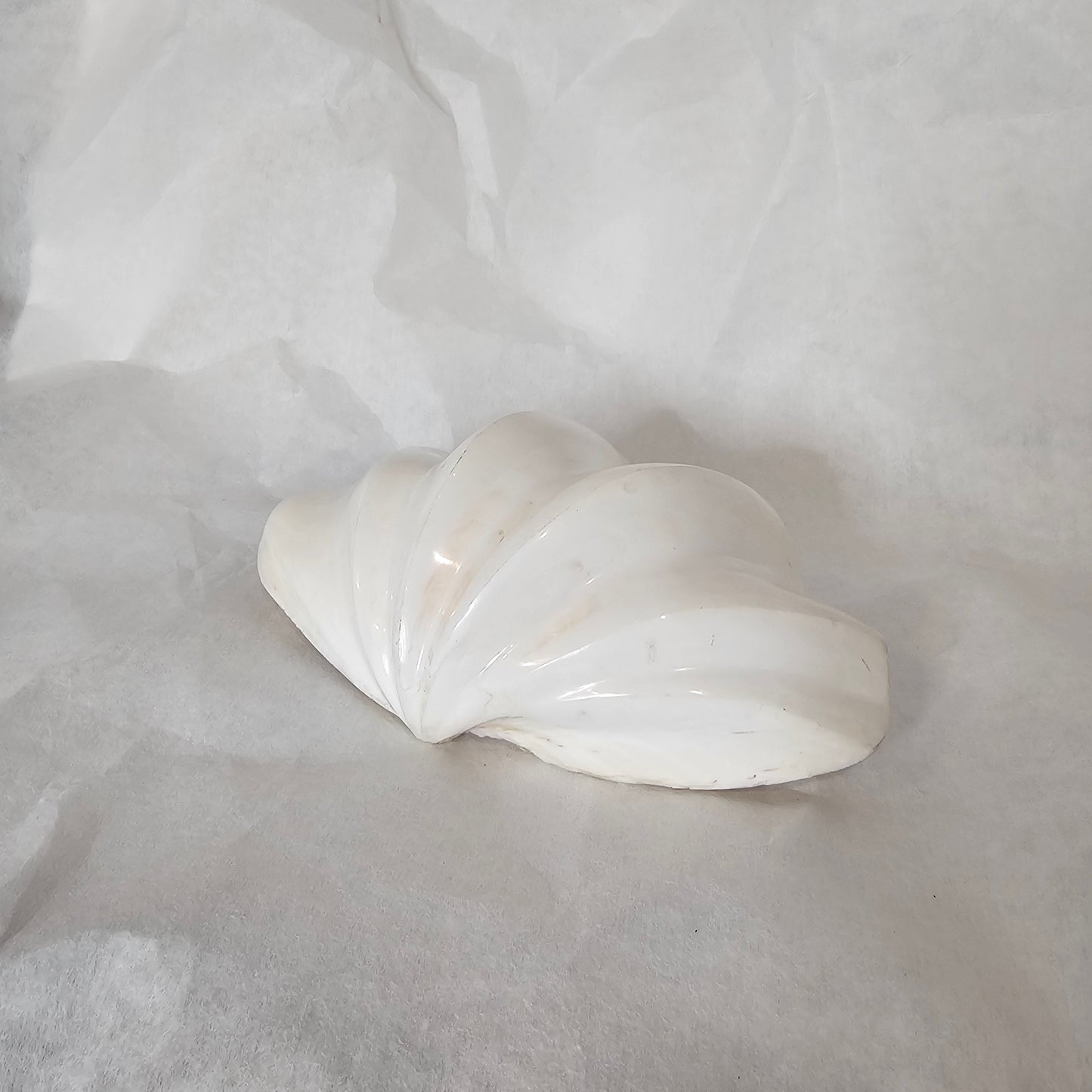 GENUINE CLAM SHELL