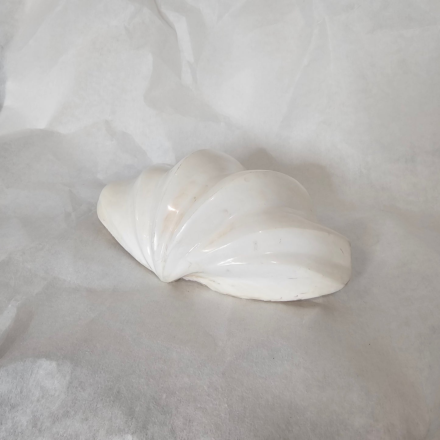GENUINE CLAM SHELL