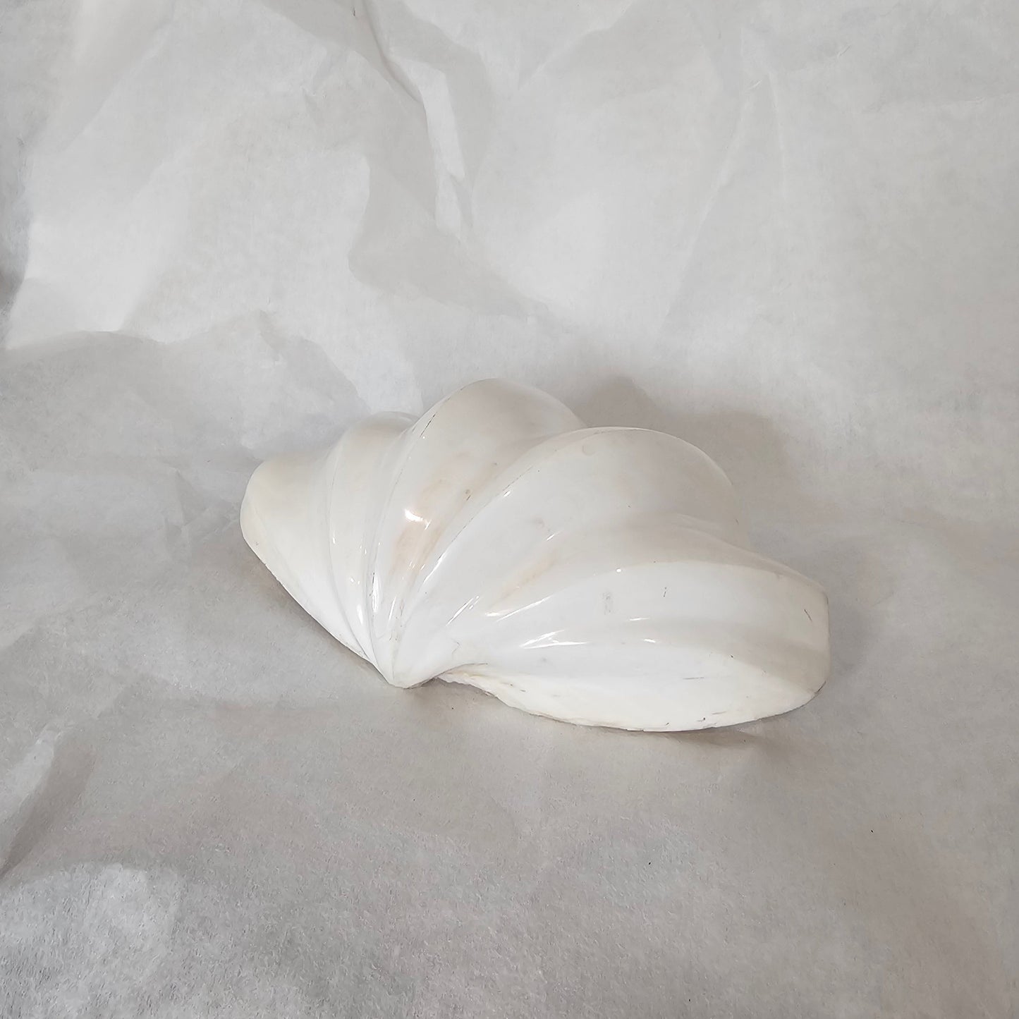 CLAM SHELL| NATURAL
