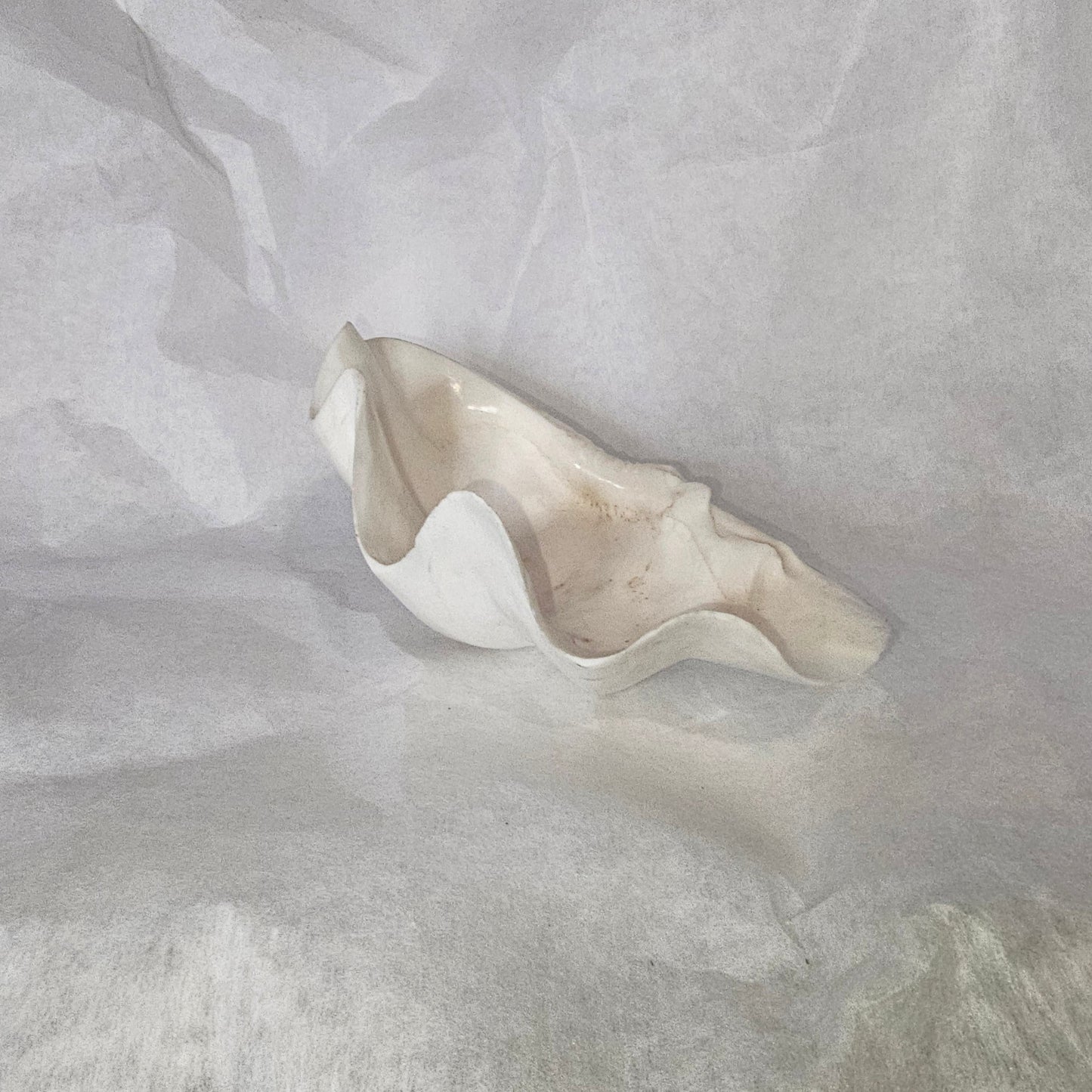 GENUINE CLAM SHELL