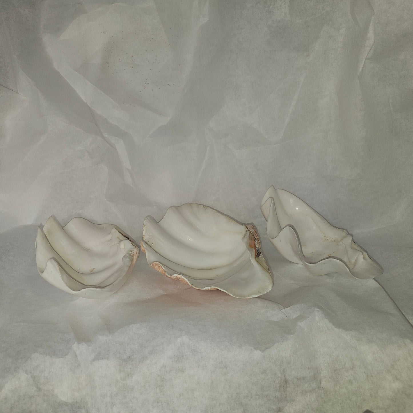 CLAM SHELL | NATURAL