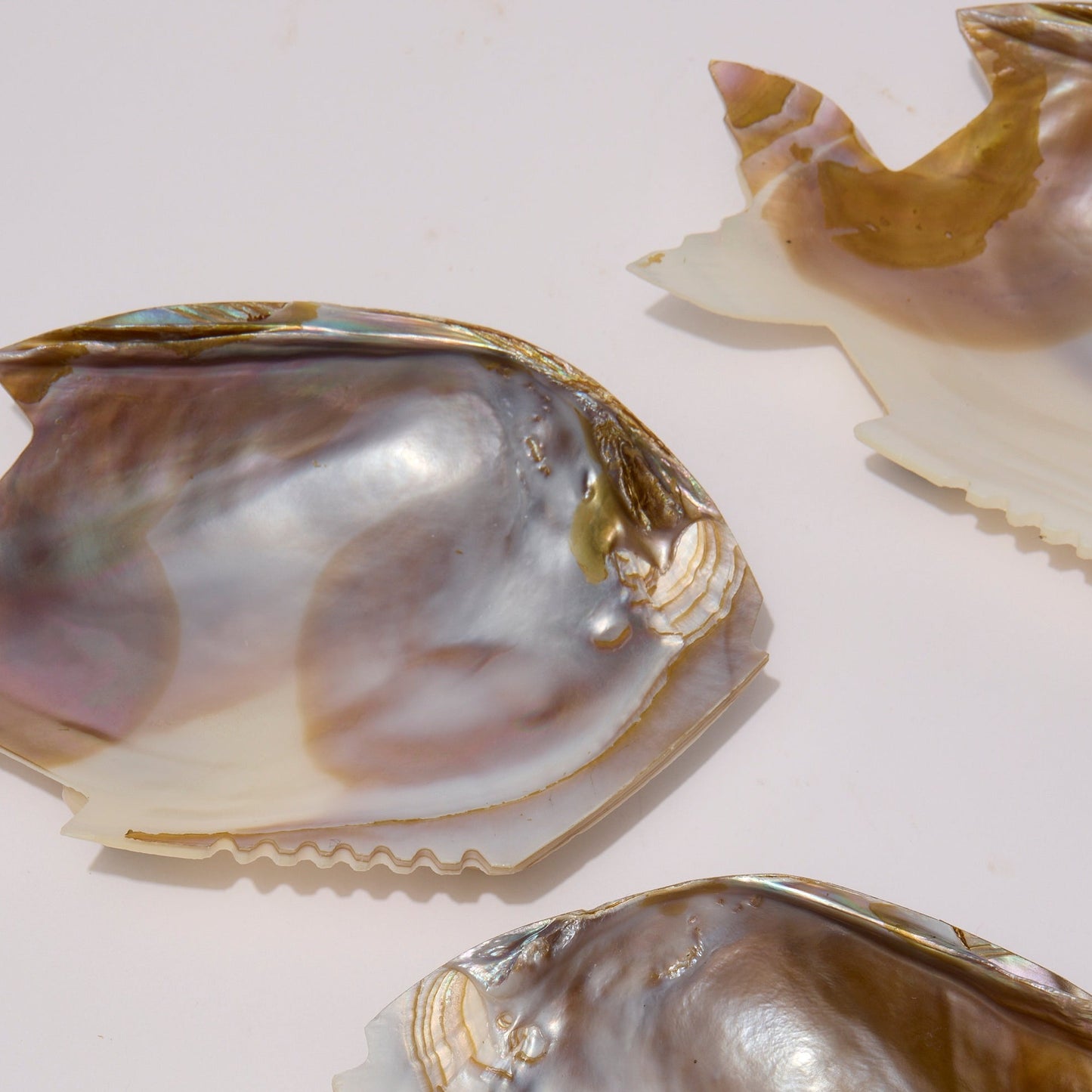 SHELL | PLATES