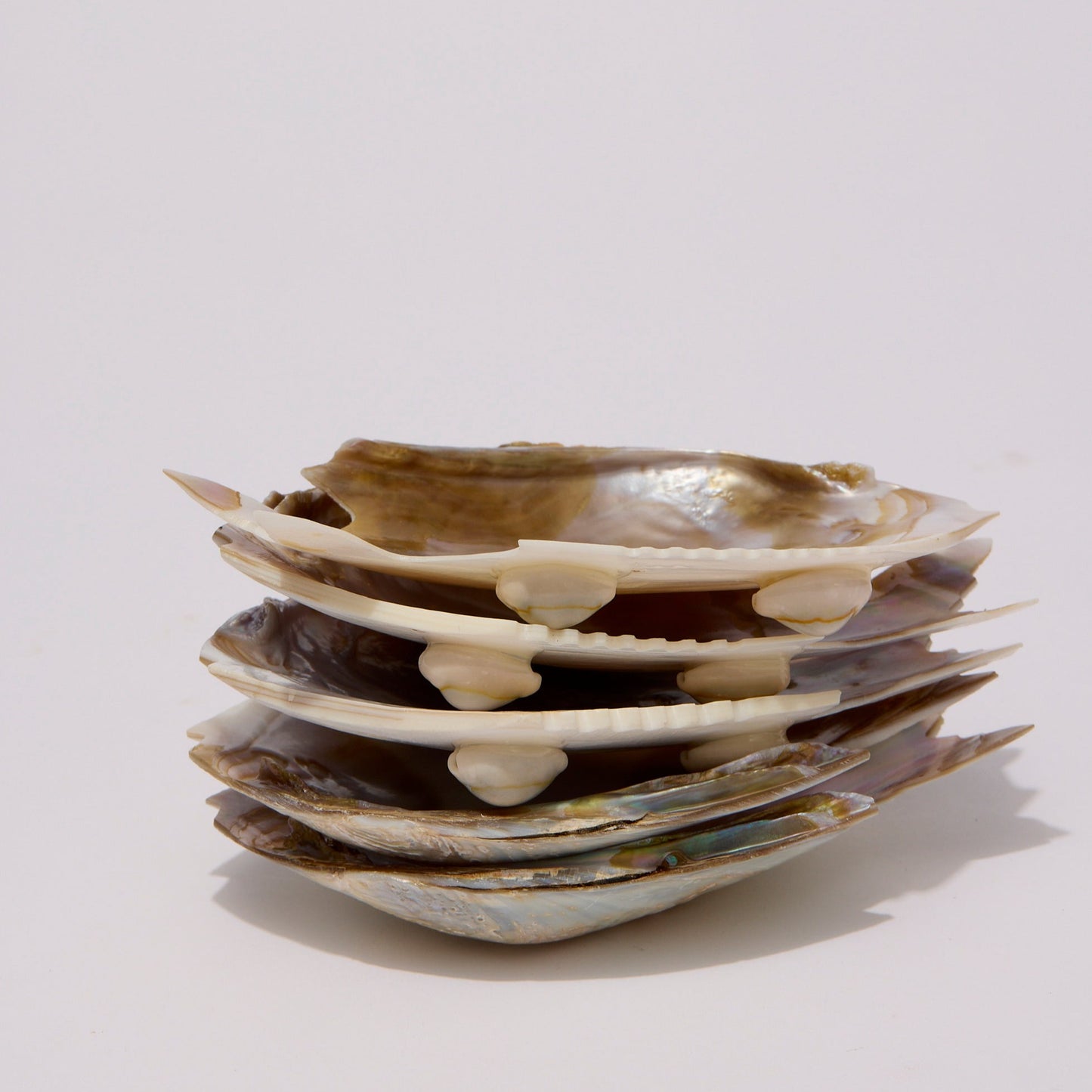 SHELL | PLATES