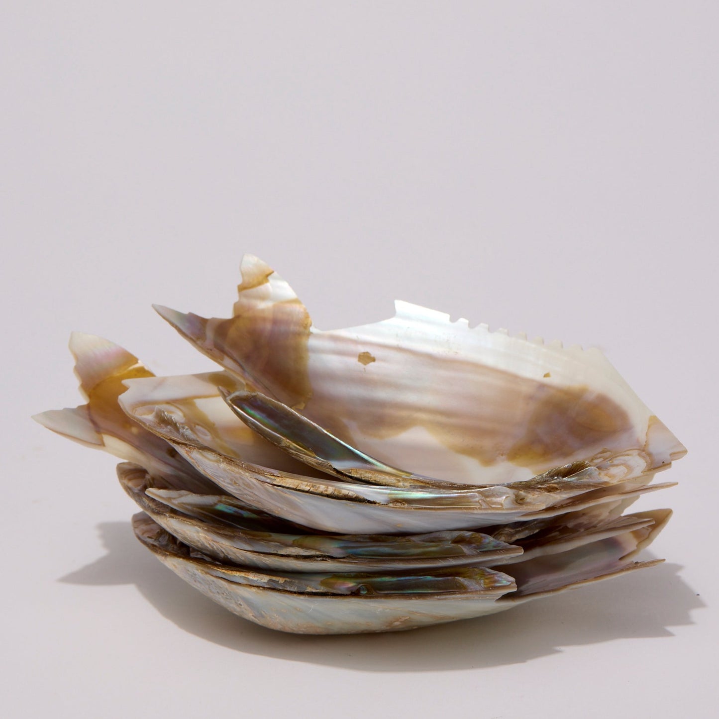 SHELL | PLATES