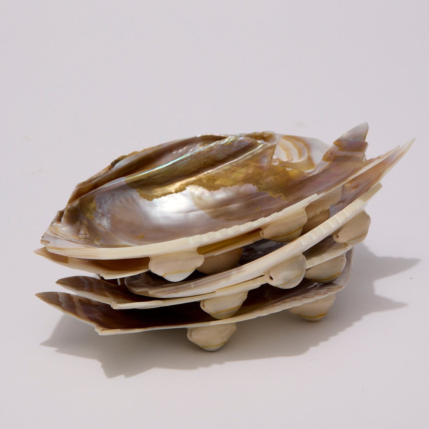 SHELL | PLATES