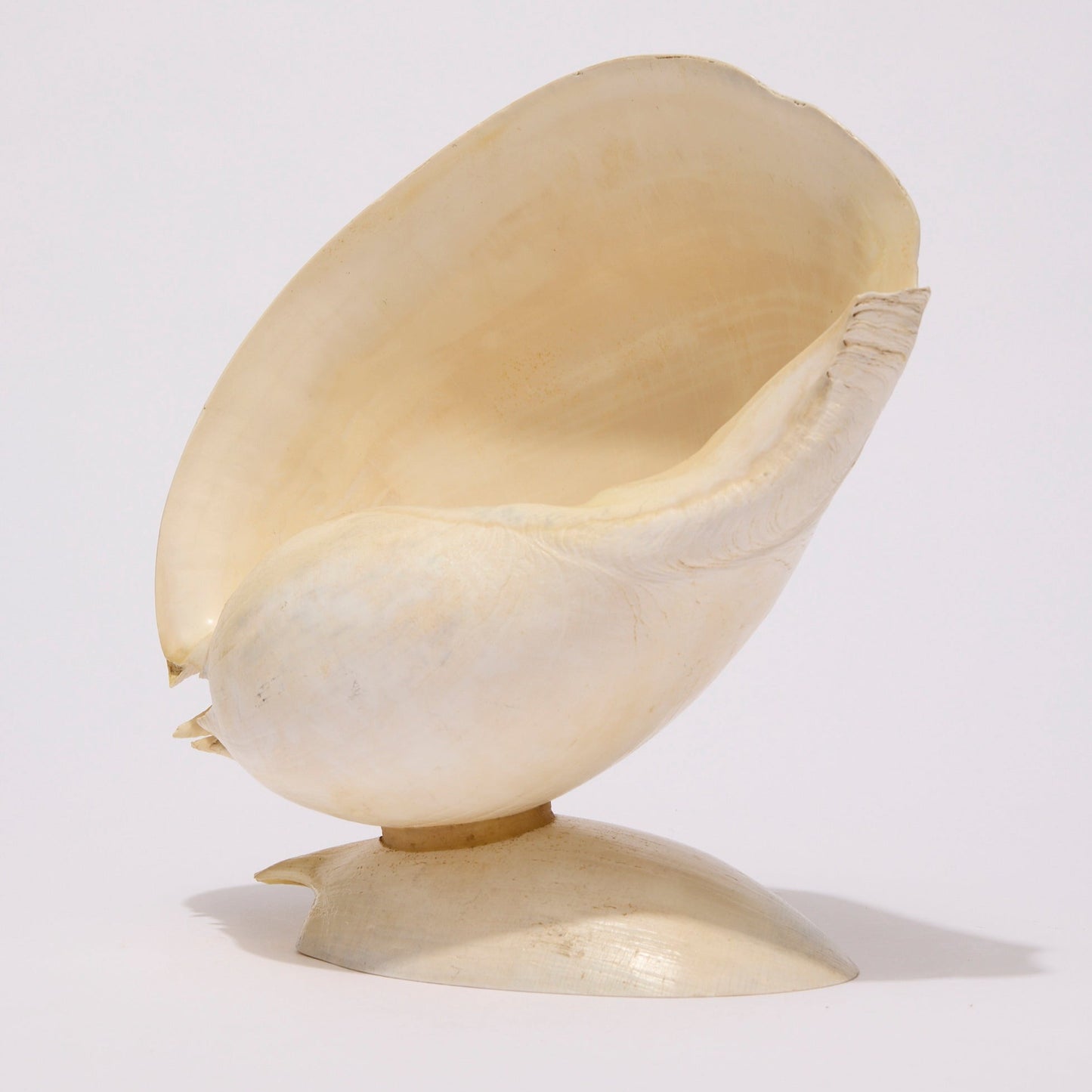 SEASHELL SCULPTURE WITH NATURAL MELON NACRE (LARGE)