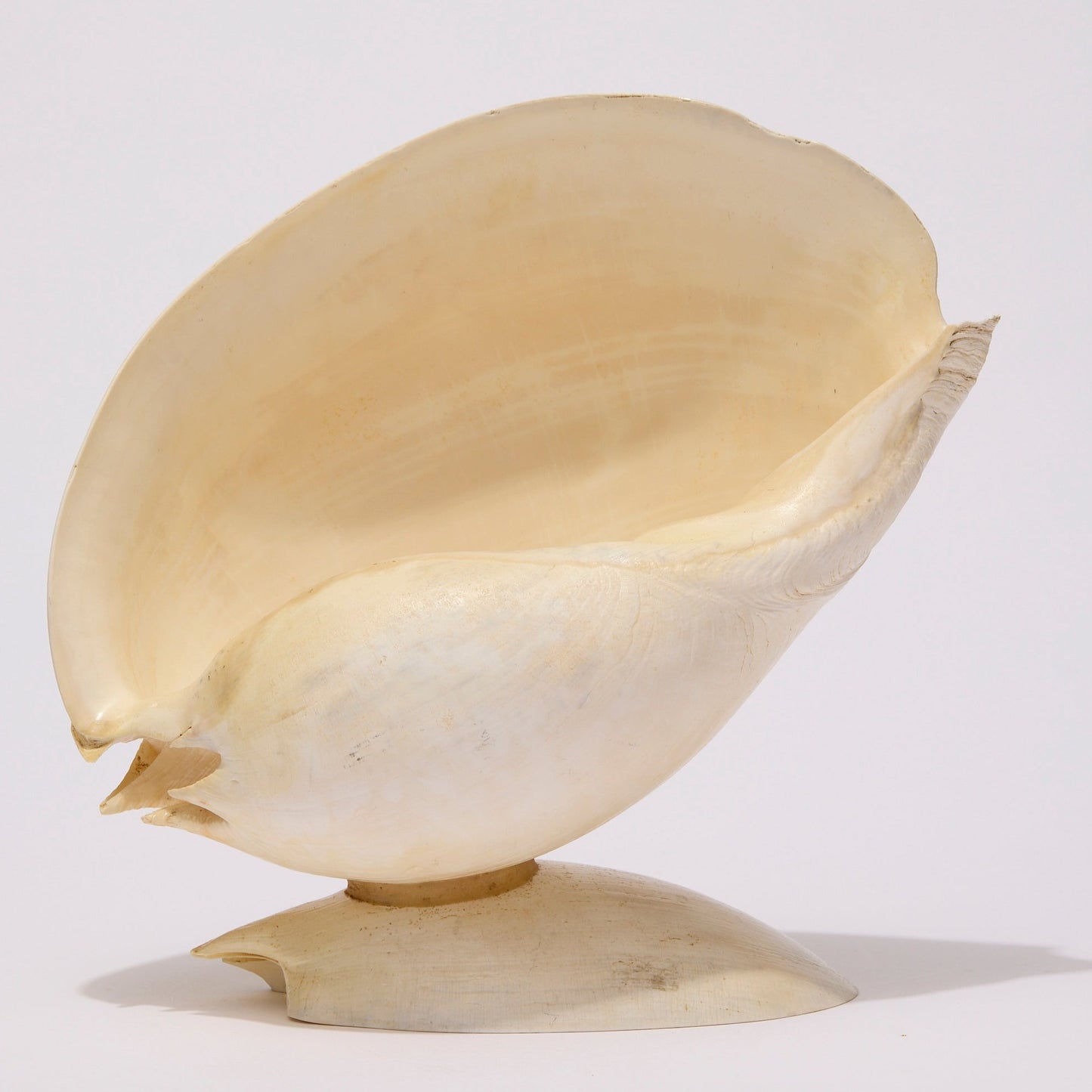 SEASHELL SCULPTURE WITH NATURAL MELON NACRE (LARGE)