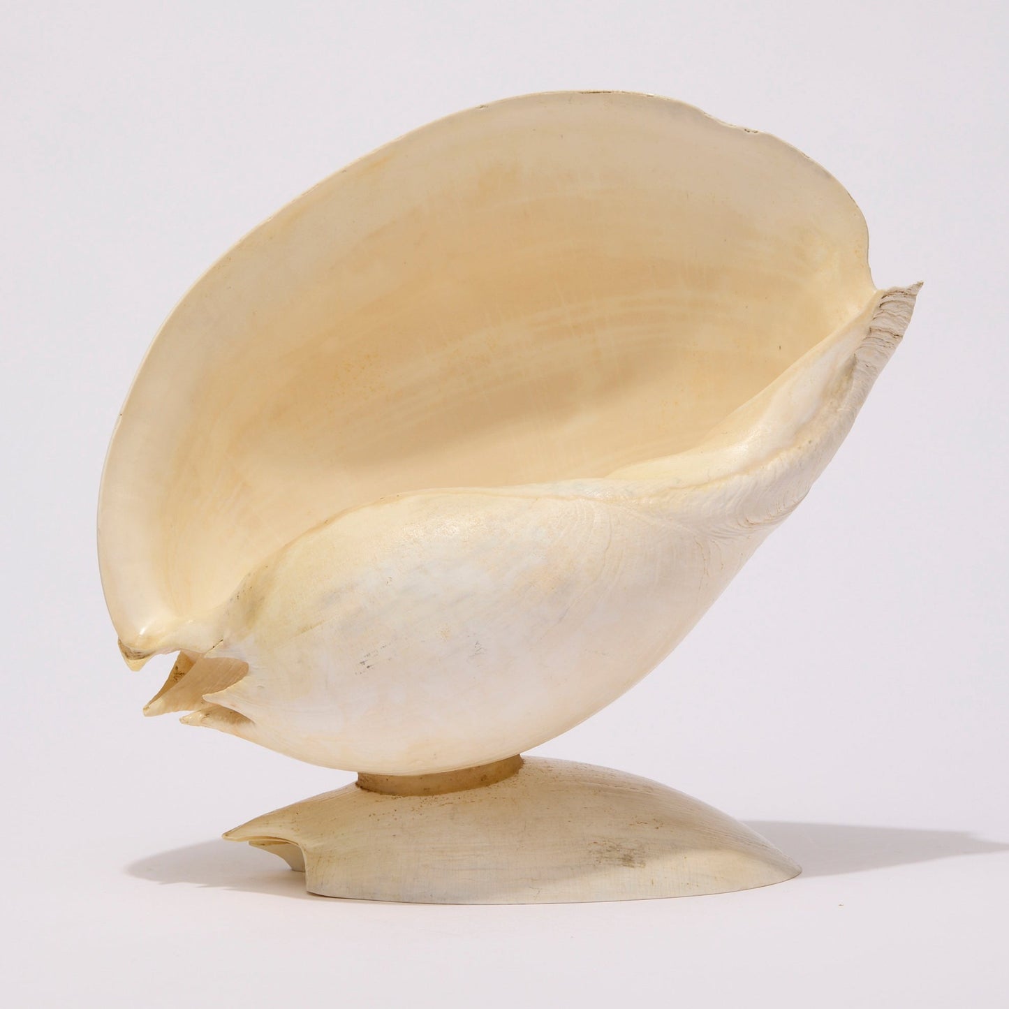 SEASHELL SCULPTURE WITH NATURAL MELON NACRE (LARGE)