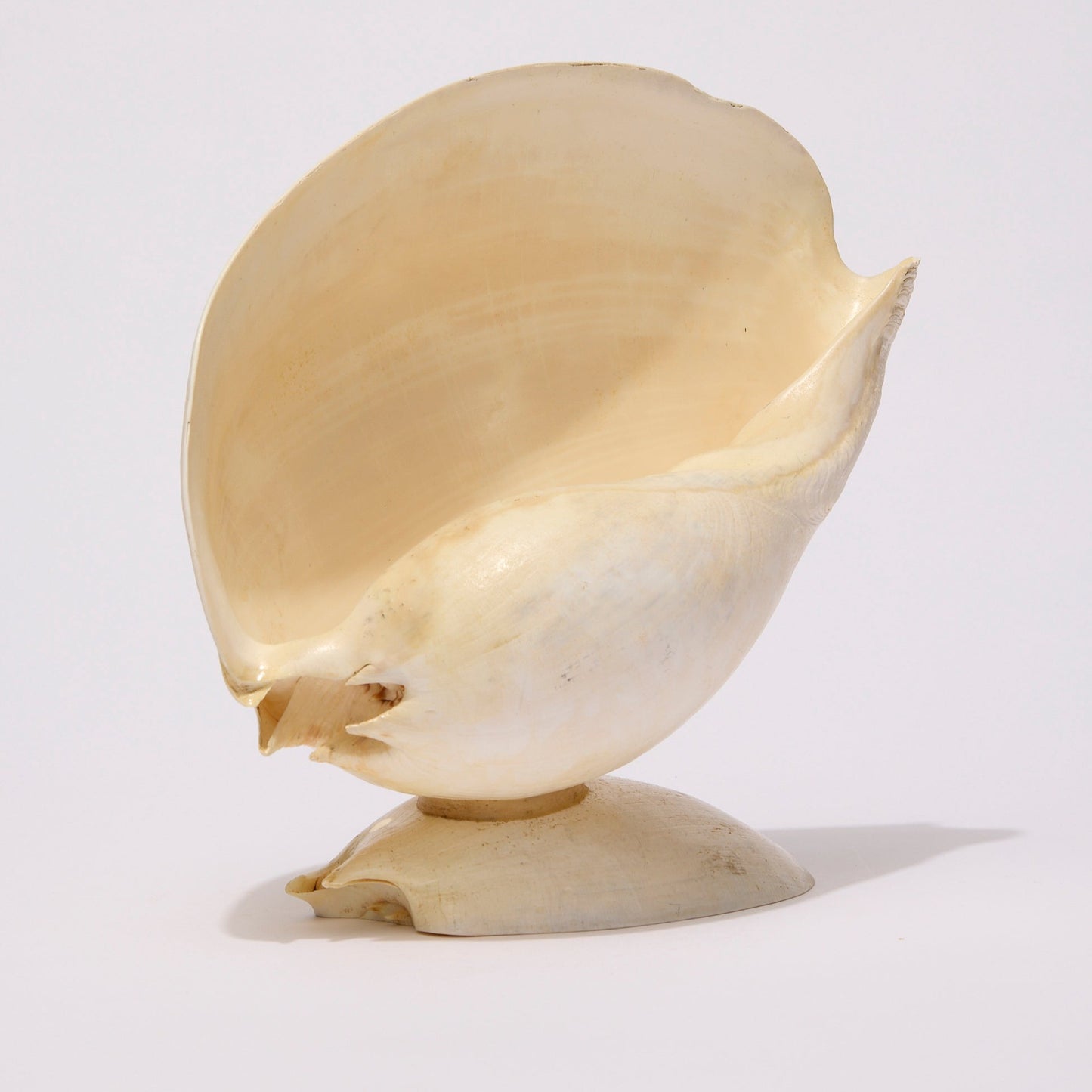 SEASHELL SCULPTURE WITH NATURAL MELON NACRE (LARGE)