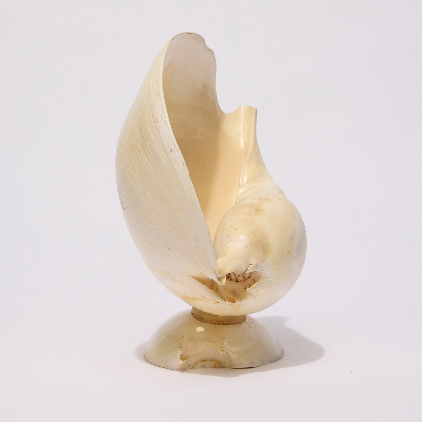 SEASHELL SCULPTURE WITH NATURAL MELON NACRE (LARGE)