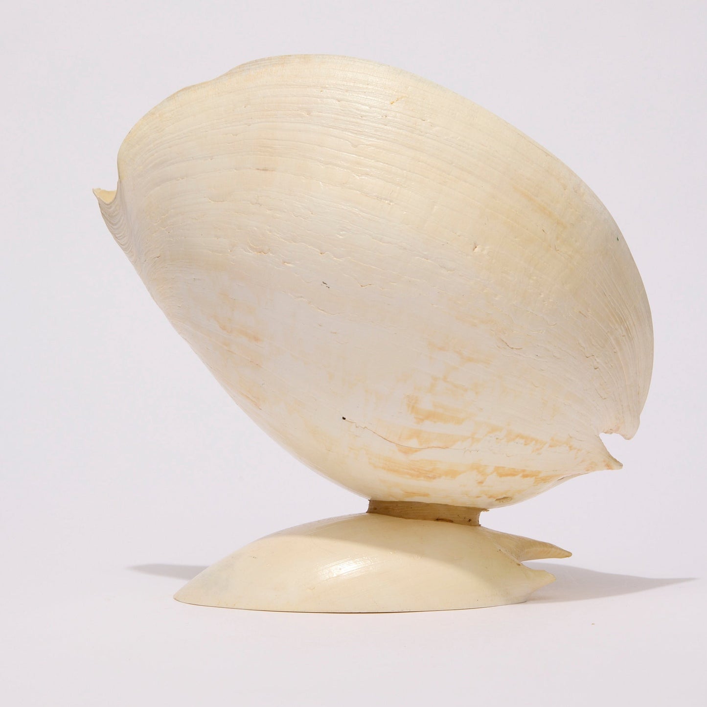 SEASHELL SCULPTURE WITH NATURAL MELON NACRE (LARGE)