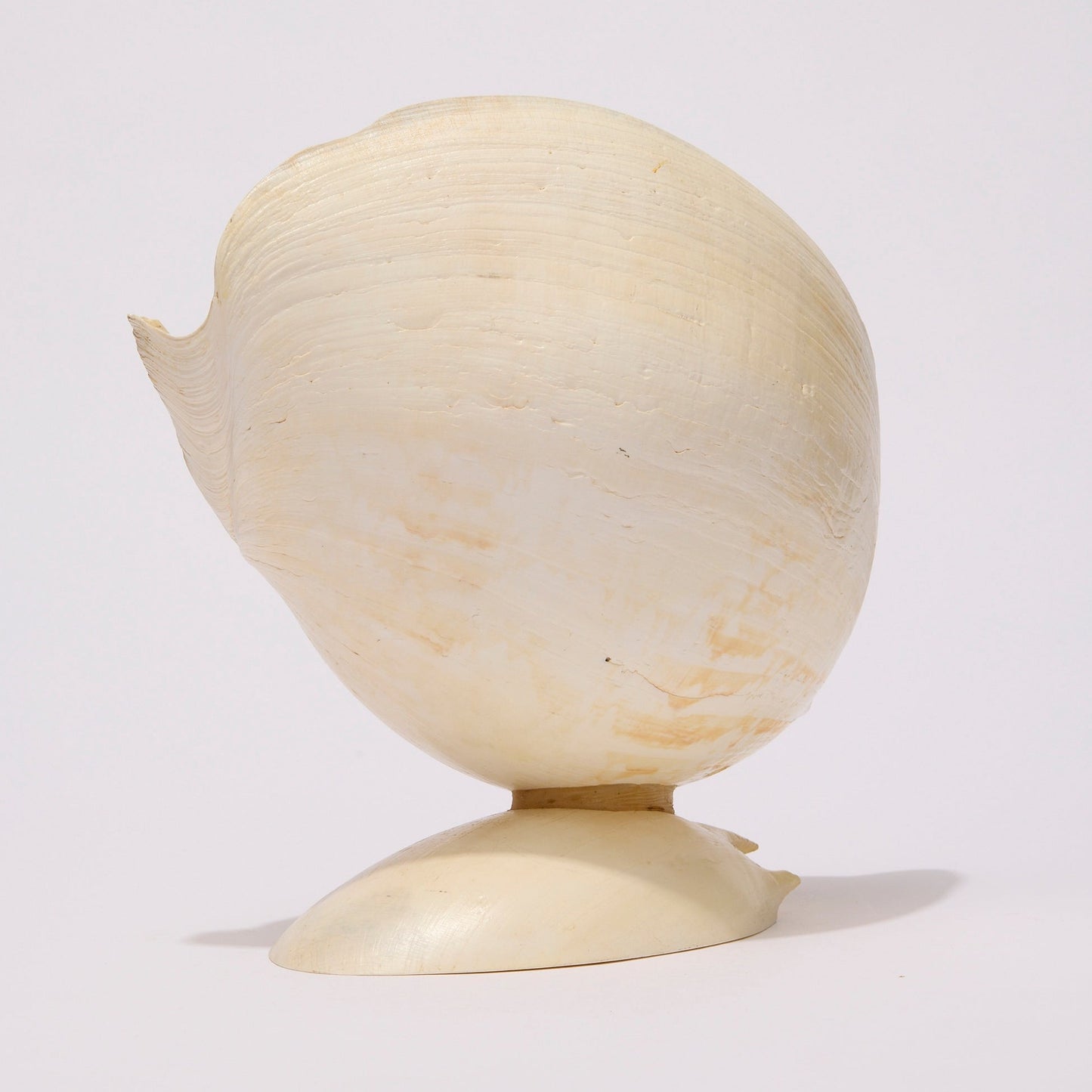 SEASHELL SCULPTURE WITH NATURAL MELON NACRE (LARGE)