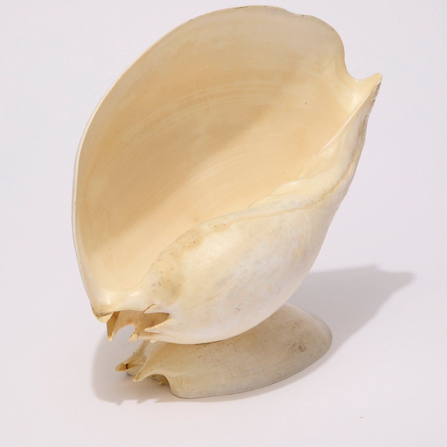 SEASHELL SCULPTURE WITH NATURAL MELON NACRE (LARGE)