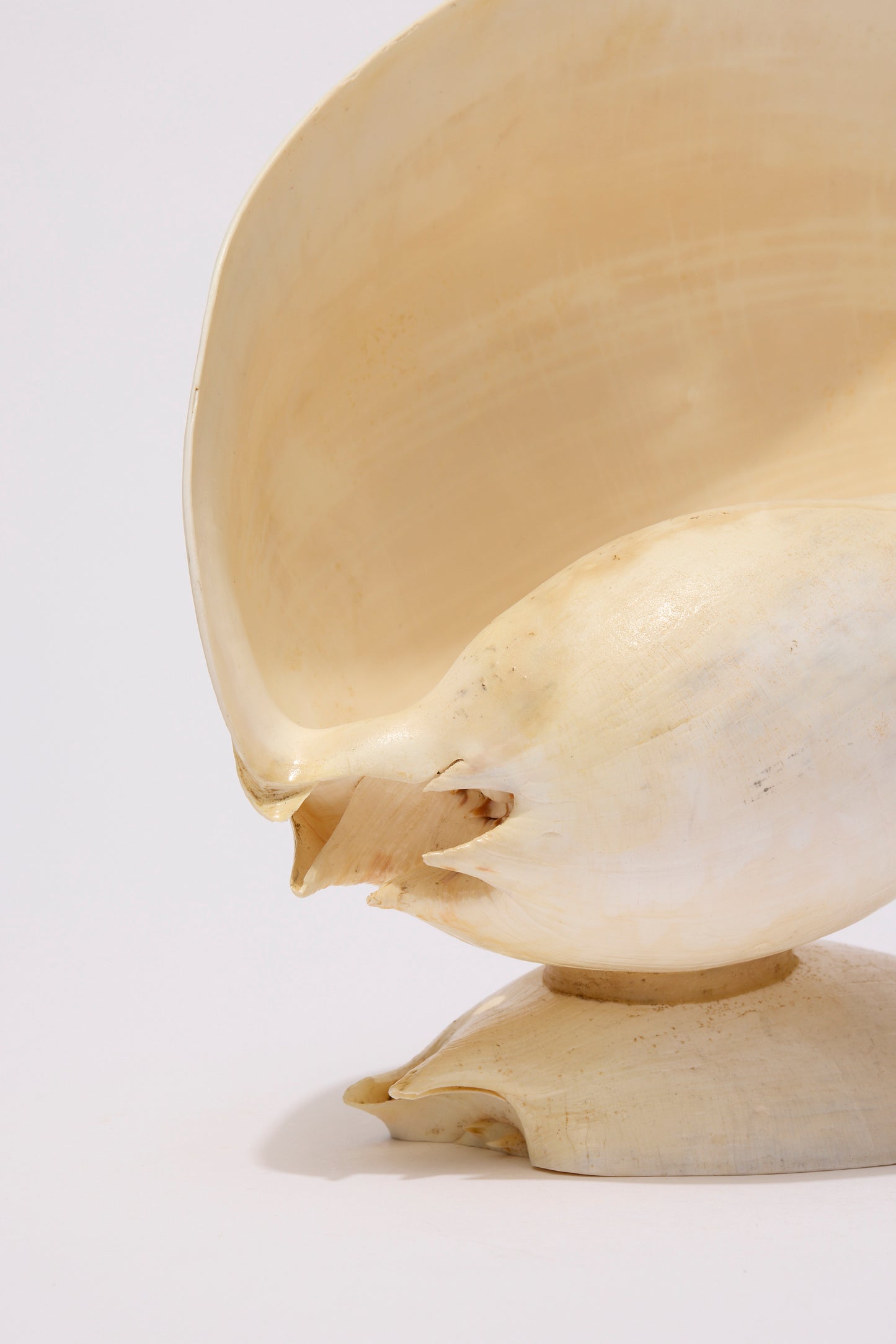 SEASHELL SCULPTURE WITH NATURAL MELON NACRE (LARGE)