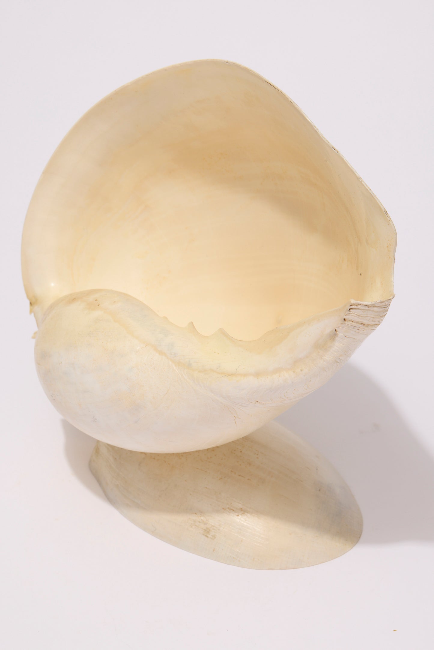 SEASHELL SCULPTURE WITH NATURAL MELON NACRE (LARGE)