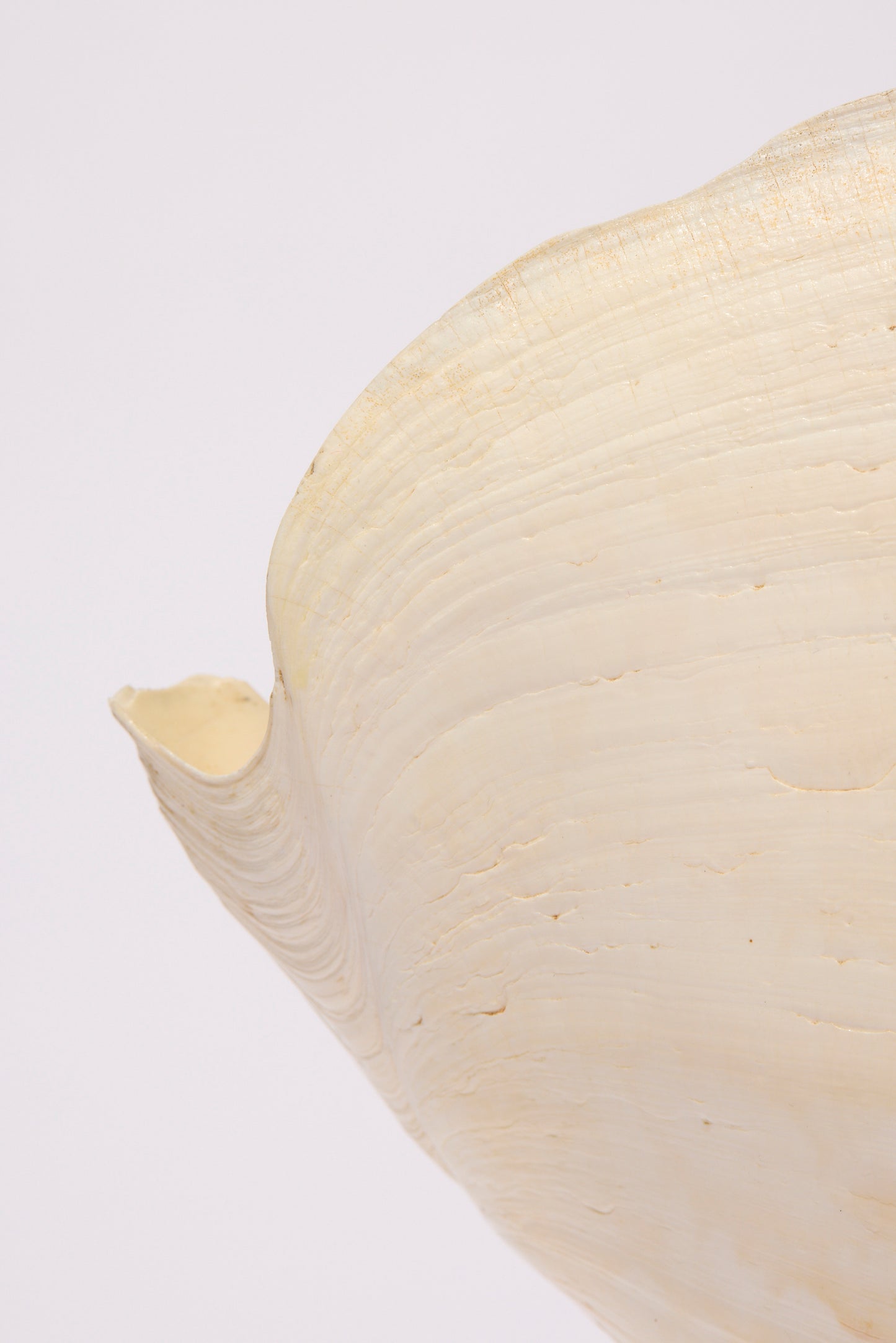 SEASHELL SCULPTURE WITH NATURAL MELON NACRE (LARGE)