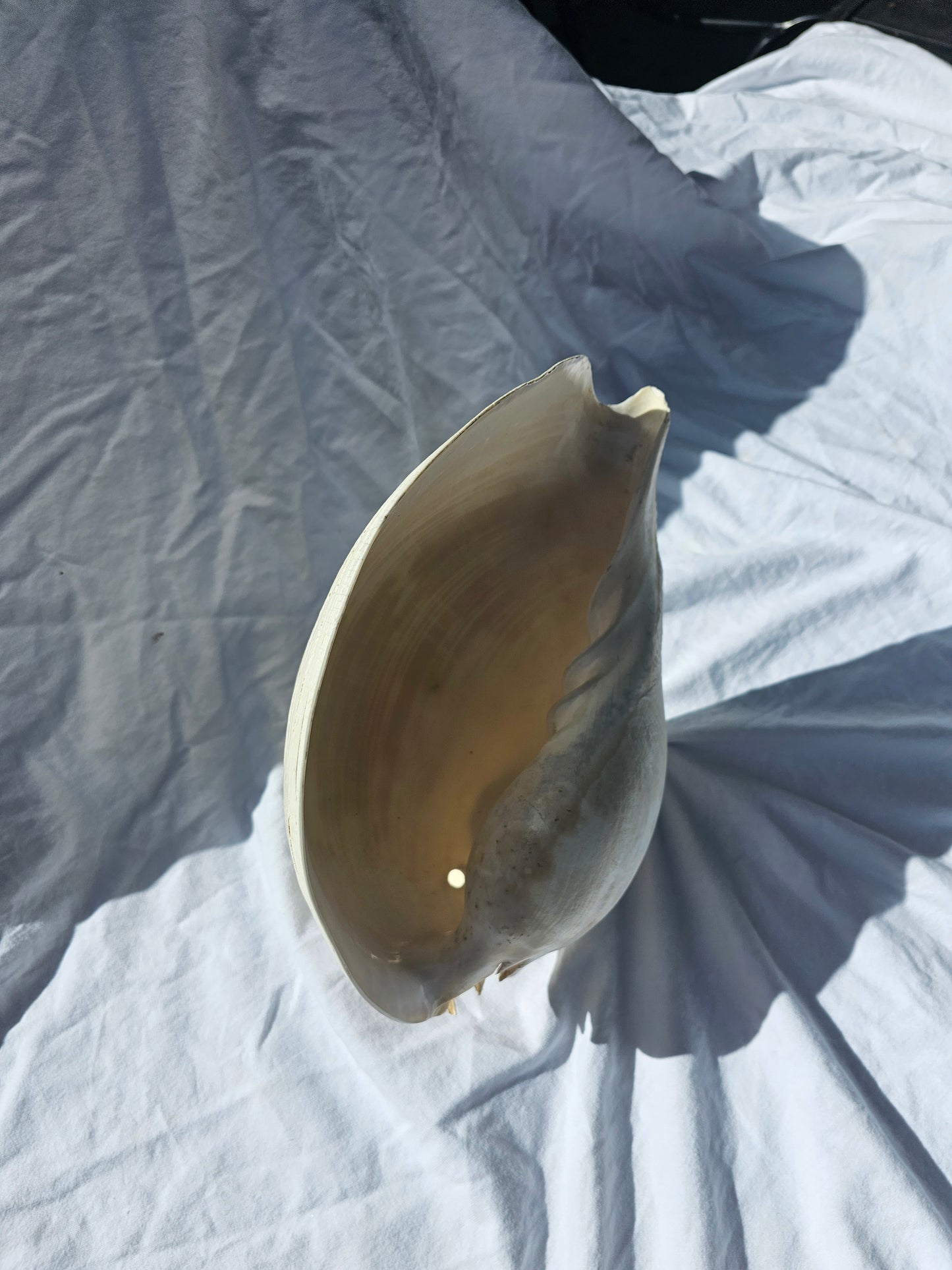 SEASHELL SCULPTURE WITH NATURAL MELON NACRE (LARGE)