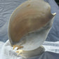 SEASHELL SCULPTURE WITH NATURAL MELON NACRE (LARGE)
