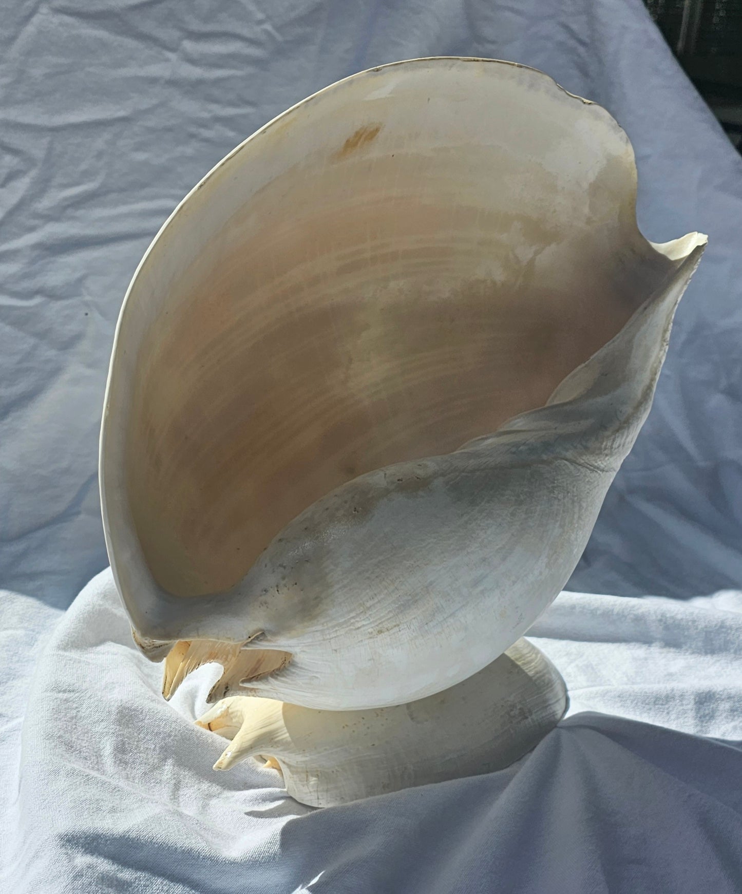 SEASHELL SCULPTURE WITH NATURAL MELON NACRE (LARGE)