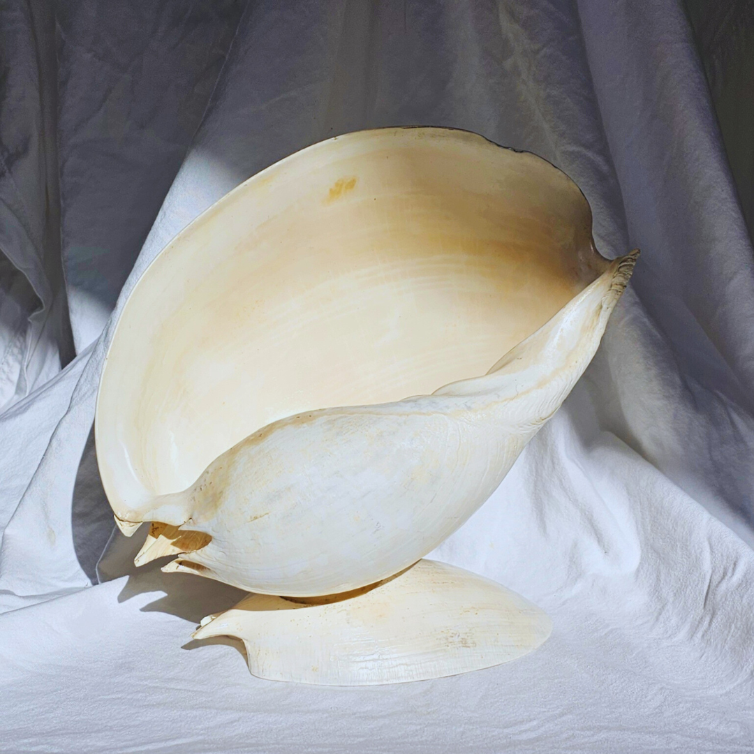 SEASHELL SCULPTURE WITH NATURAL MELON NACRE (LARGE)